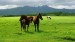 normal_horses_on_the_field-1920x1080[1]