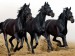 normal_three-black-horses-1600x1200-wallpaper-3738[1]